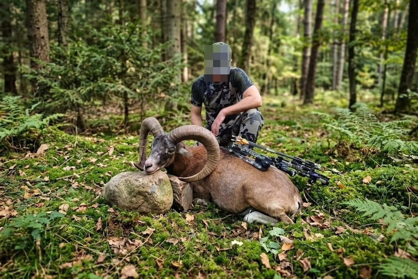 Mouflon Hunting in Bulgaria